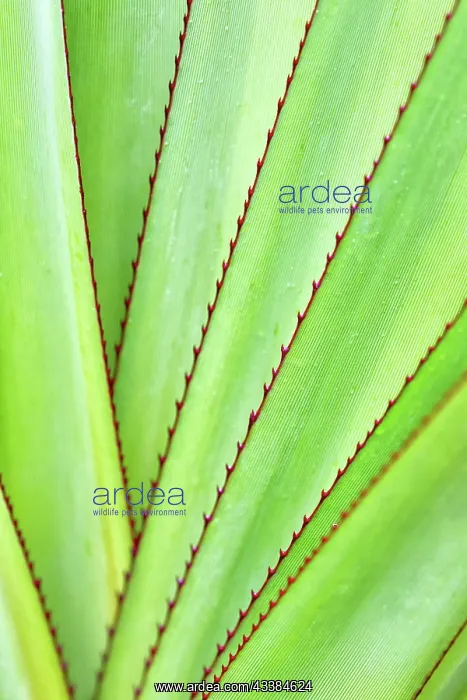 : Leaves of Aloe purpurea in the Black River Gorges N : Leaves of Aloe purpurea in the Black River Gorges N