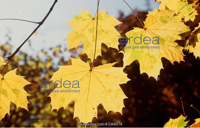 : LEAVES - Autumn : LEAVES - Autumn