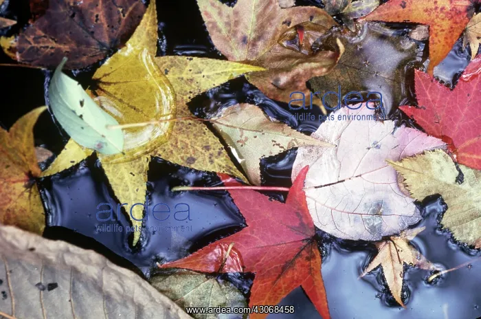  : Leaves and Brook