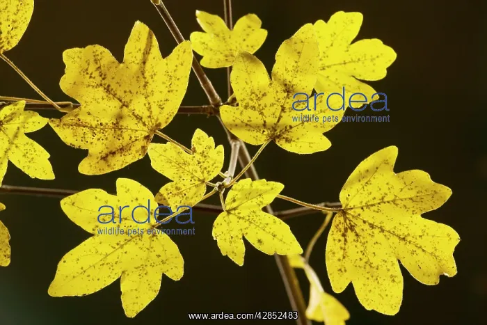 : Leaves of Field Maple - in autumn, strongly-coloured : Leaves of Field Maple - in autumn, strongly-coloured