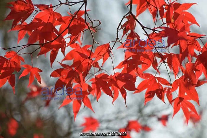 : Leaves of Japanese Maple : Leaves of Japanese Maple