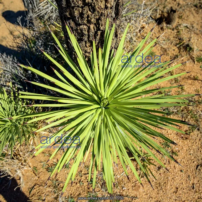: Leaves of a Joshua Tree (Yucca brevifolia) from : Leaves of a Joshua Tree (Yucca brevifolia) from