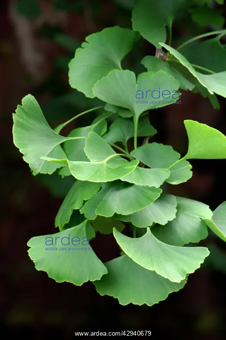 : Leaves of the Maidenhair / Ginkgo Tree : Leaves of the Maidenhair / Ginkgo Tree