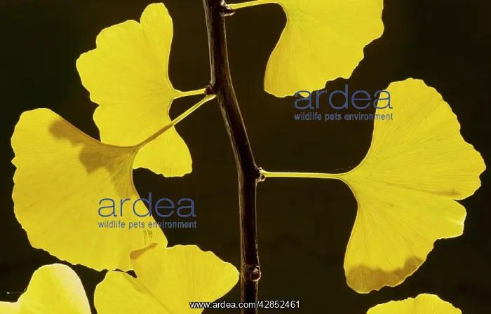: Leaves of Maidenhair Tree - in autumn : Leaves of Maidenhair Tree - in autumn