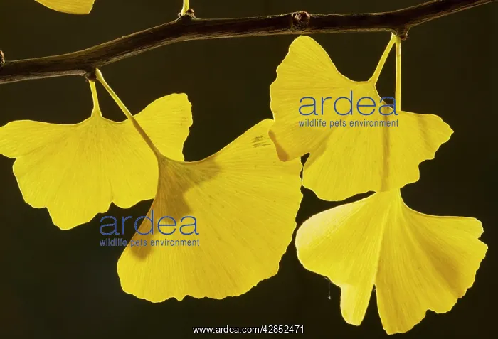: Leaves of Maidenhair Tree - in autumn : Leaves of Maidenhair Tree - in autumn