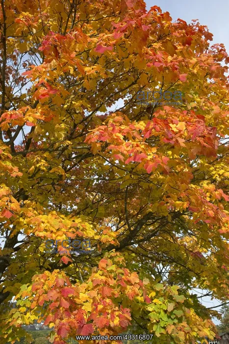: Leaves of maple ablaze in autumn colours of yellow : Leaves of maple ablaze in autumn colours of yellow