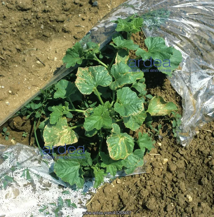 : Leaves of Melon plants damaged by sun : Leaves of Melon plants damaged by sun