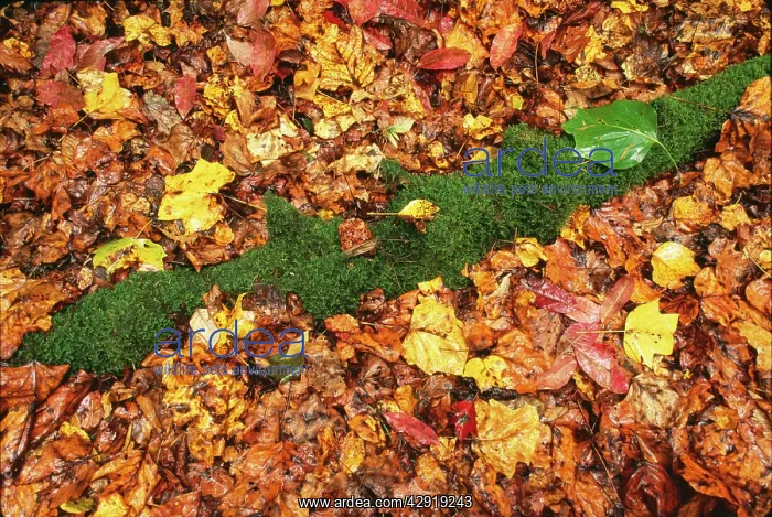 : Leaves - Mossy log in autumn in rain : Leaves - Mossy log in autumn in rain