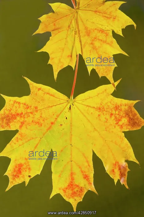 : Leaves of Norway Maple - in autumn, strongly-coloured : Leaves of Norway Maple - in autumn, strongly-coloured