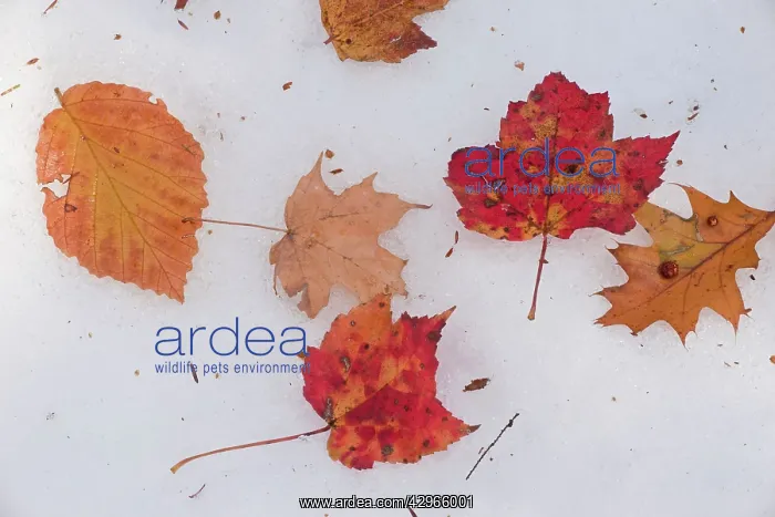 : Leaves of Red Maple & American Beech and Oak on early snow : Leaves of Red Maple & American Beech and Oak on early snow