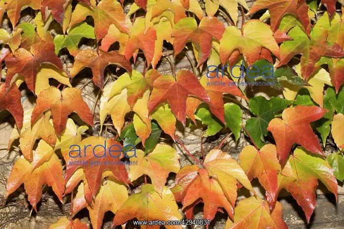 : Leaves showing range of autumn colours, Cotswolds, UK : Leaves showing range of autumn colours, Cotswolds, UK