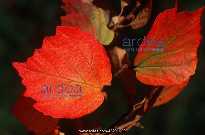 : LEAVES - showing red autumn colour : LEAVES - showing red autumn colour