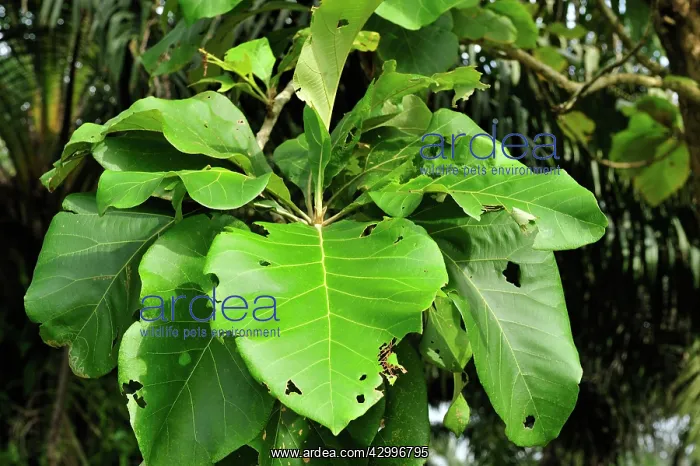 : leaves of Teak tree : leaves of Teak tree