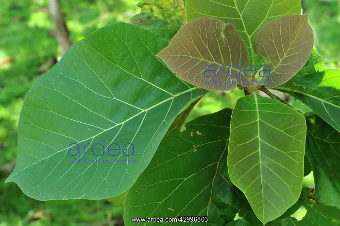 : leaves of Teak tree : leaves of Teak tree