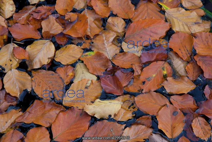 : Leaves turning to autumn colours at beech forest : Leaves turning to autumn colours at beech forest