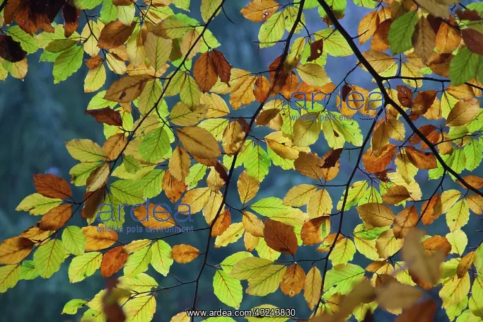 : Leaves turning to autumn colours at beech forest : Leaves turning to autumn colours at beech forest