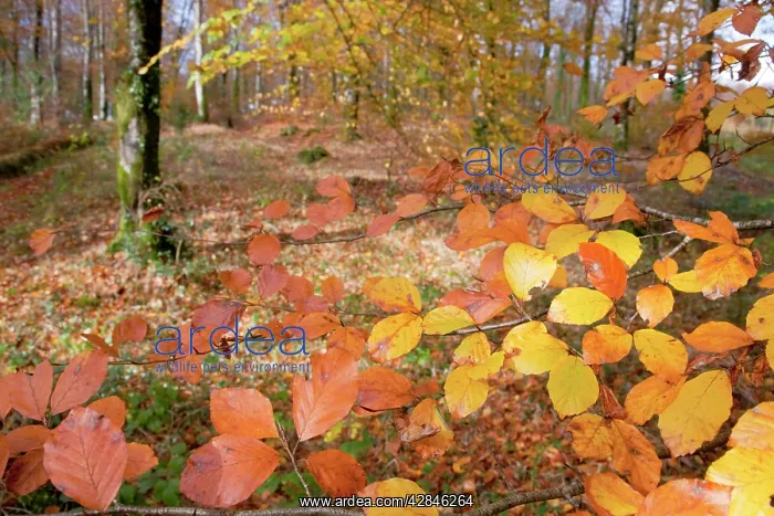 : LeBall Wood - near Bodmin : LeBall Wood - near Bodmin
