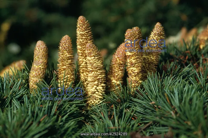  : Lebanon Cedar - Cones shedding pollen