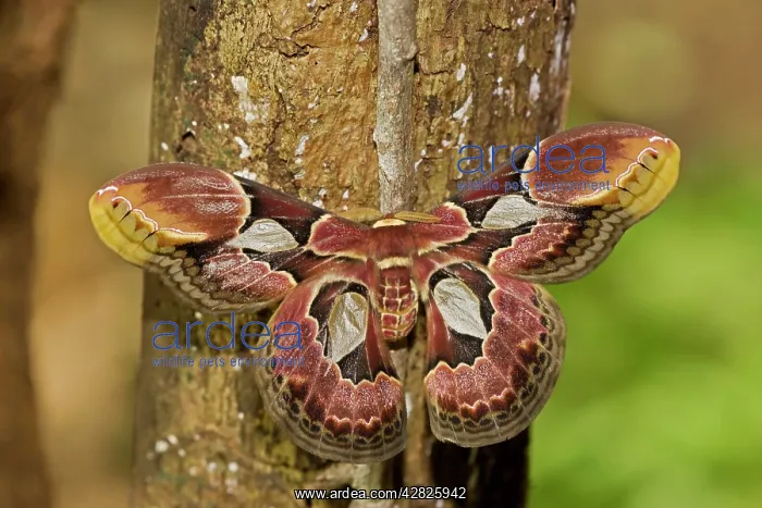 : Lebeau's Rothschildia (silkmoth) : Lebeau's Rothschildia (silkmoth)