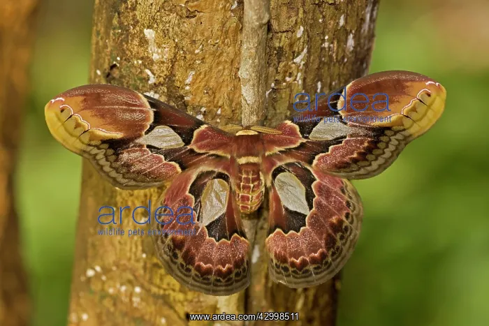 : Lebeau's Rothschildia silkmoth : Lebeau's Rothschildia silkmoth