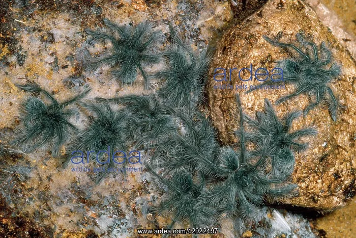 : Leblondi Tarantula / Bird-eating Spider - babies : Leblondi Tarantula / Bird-eating Spider - babies