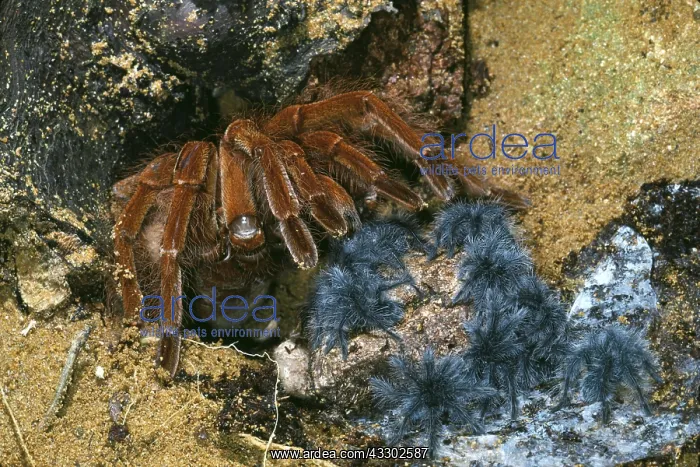 : Leblondi Tarantula / Goliath Bird-Eating Spider : Leblondi Tarantula / Goliath Bird-Eating Spider