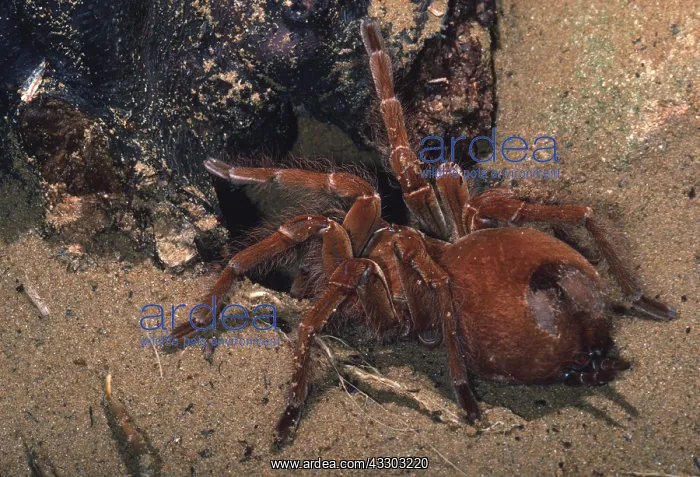 : LEBLONDI TARANTULA / Goliath Bird-Eating Spider : LEBLONDI TARANTULA / Goliath Bird-Eating Spider