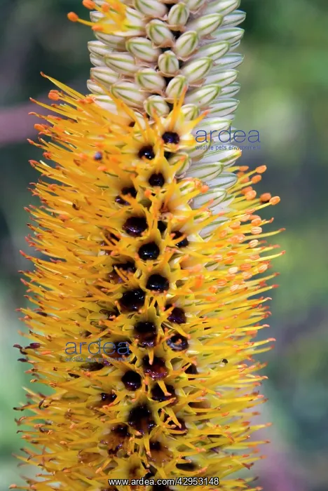 : Lebombo Aloe flowers close-up - showing characteristic : Lebombo Aloe flowers close-up - showing characteristic
