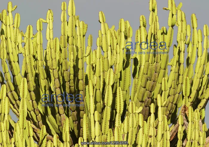 : Lebombo Euphorbia : Lebombo Euphorbia