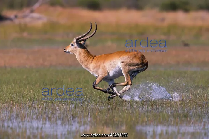 : Lechwe (Kobus leche male running through water : Lechwe (Kobus leche male running through water