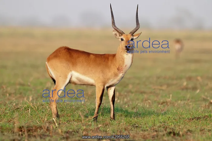 : Lechwe - standing in short grass : Lechwe - standing in short grass