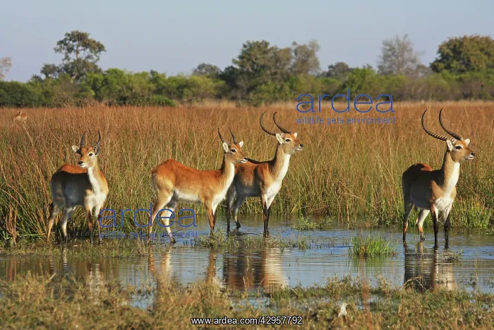 : Lechwe Waterbuck : Lechwe Waterbuck
