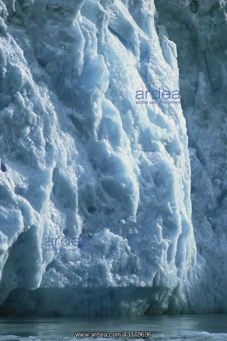 : LeConte Glacier : LeConte Glacier