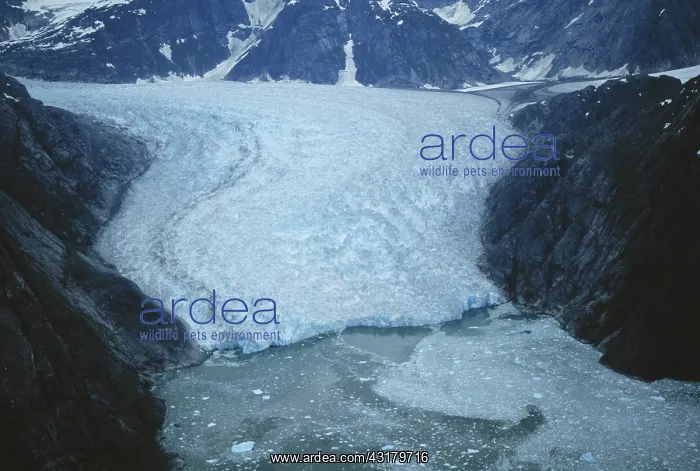: LeConte Glacier : LeConte Glacier