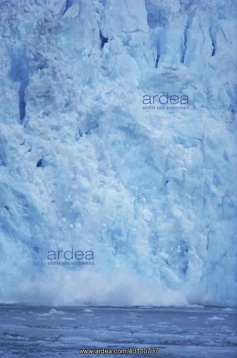 : LeConte Glacier, Calving : LeConte Glacier, Calving