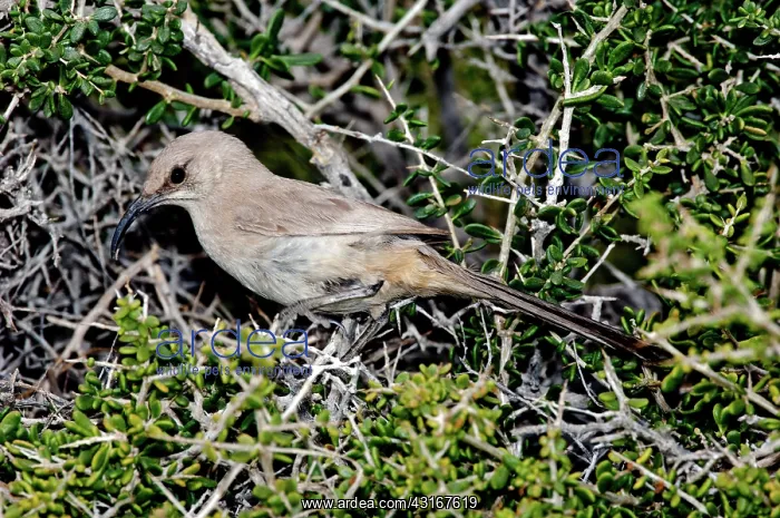 : LeConte's Thrasher in bush : LeConte's Thrasher in bush