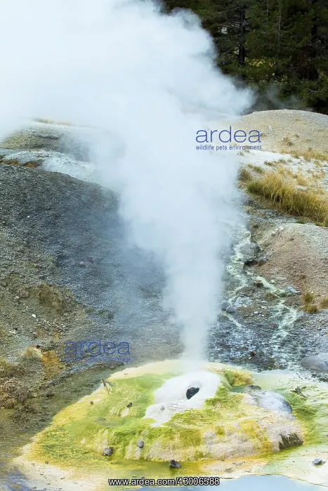 : Ledge Keyser erupting in Norris Geyser Basin : Ledge Keyser erupting in Norris Geyser Basin