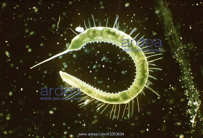 : LEECH : LEECH