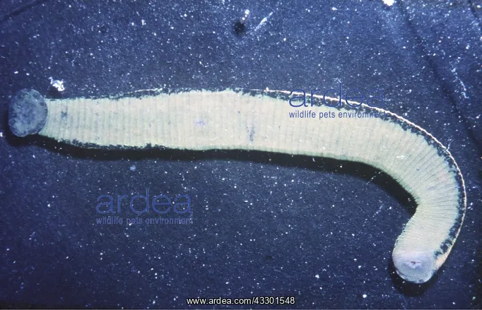 : LEECH - MEDICINAL : LEECH - MEDICINAL