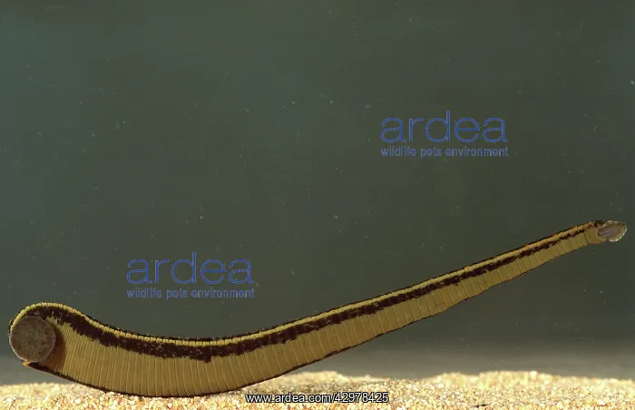 : Leech - swimming : Leech - swimming