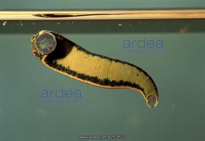 : Leech - swimming : Leech - swimming