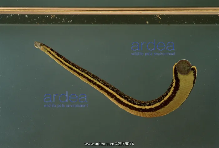 : Leech - swimming : Leech - swimming