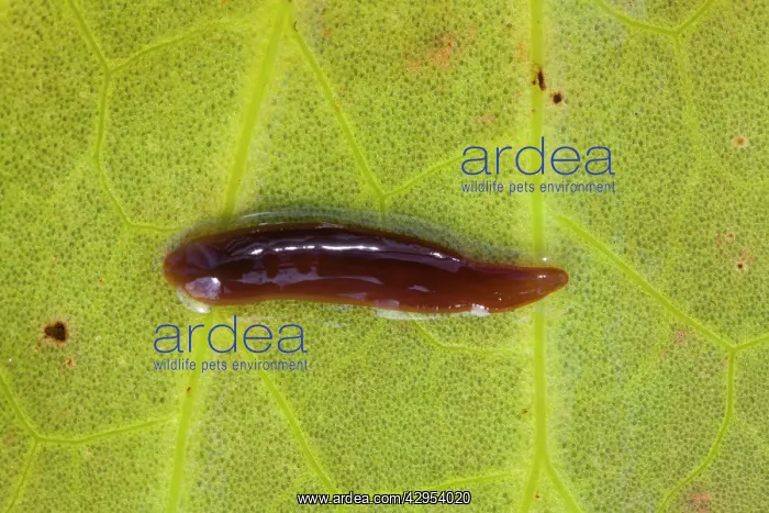 : Leech - on the underside of a lily leaf : Leech - on the underside of a lily leaf