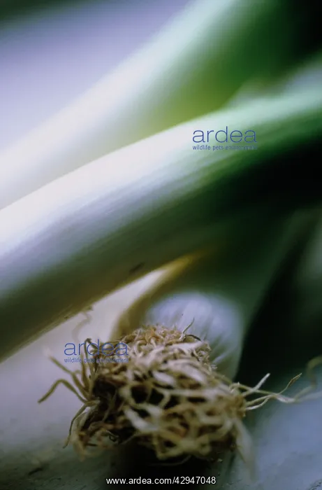 : Leek, Allium ampeloprasum : Leek, Allium ampeloprasum
