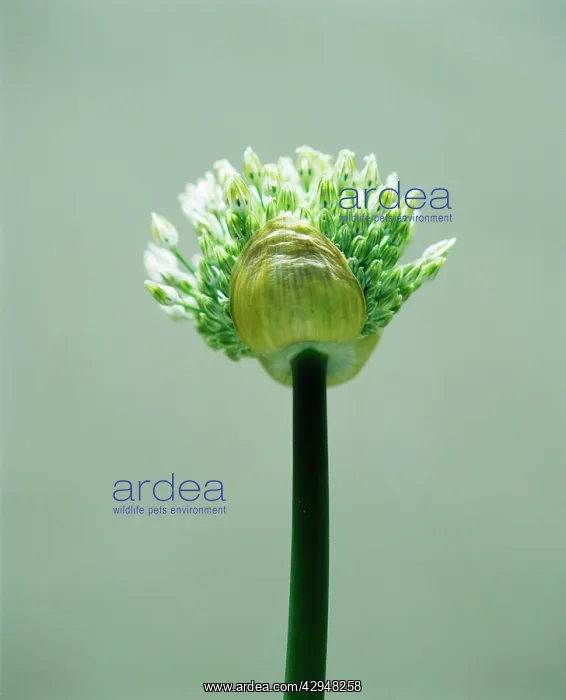 : Leek, Allium ampeloprasum : Leek, Allium ampeloprasum