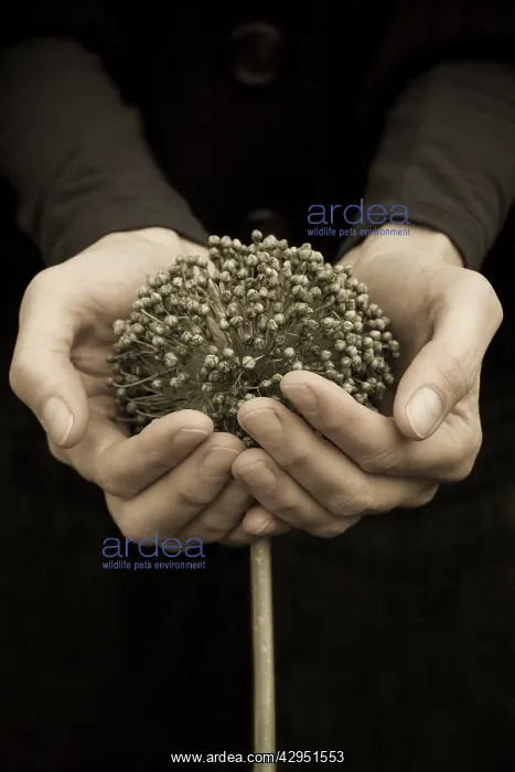 : Leek, Allium ampeloprasum : Leek, Allium ampeloprasum