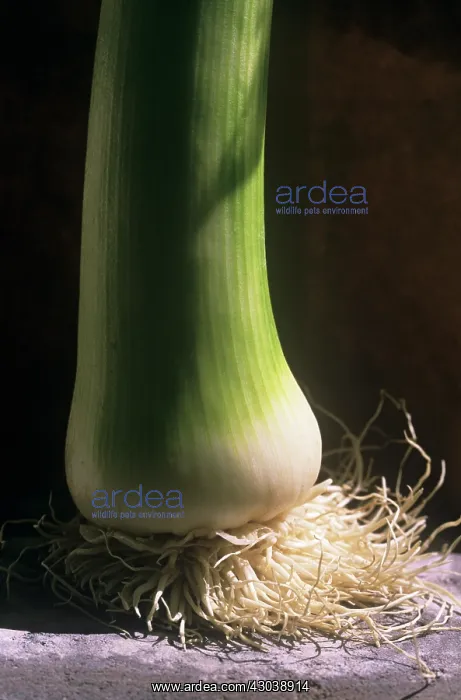  : Leek, Allium ampeloprasum