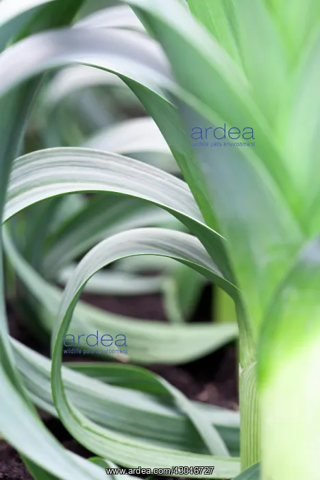 : Leek, Allium ampeloprasum : Leek, Allium ampeloprasum