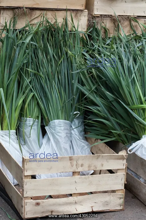: Leek, Allium ampeloprasum : Leek, Allium ampeloprasum