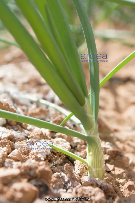  : Leek, Allium ampeloprasum